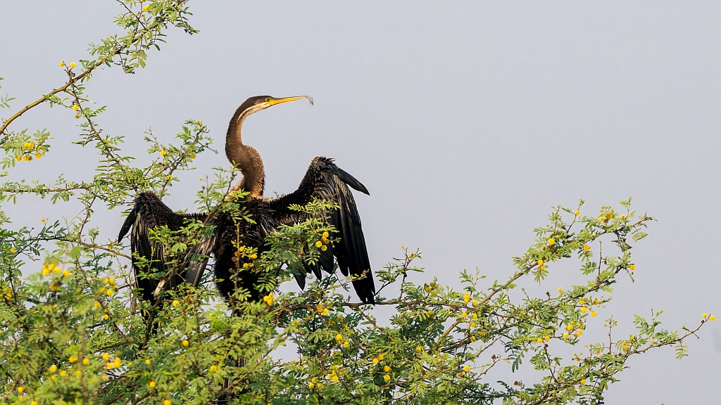 Oriental Darter